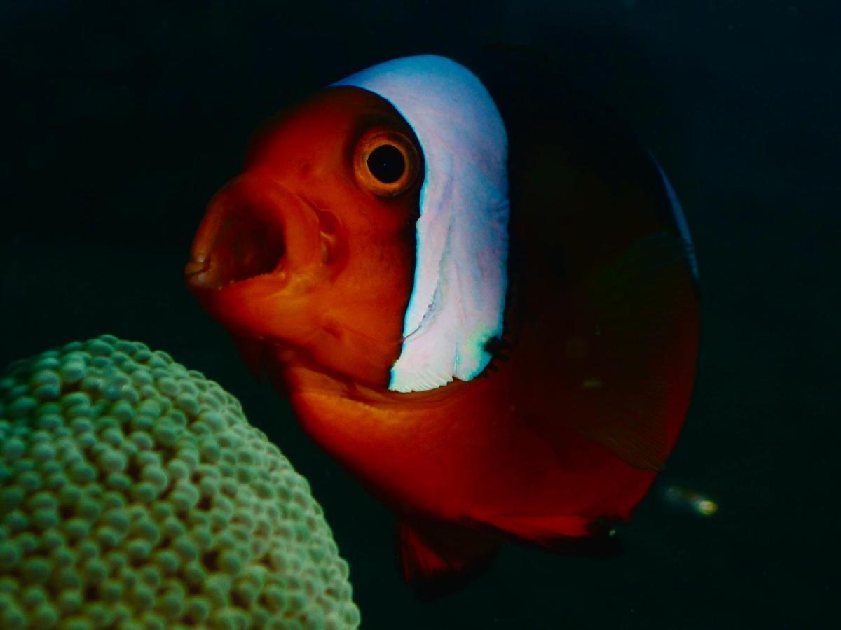 מלון Batangas Pamanilao And Padoy'S Dive Camp מראה חיצוני תמונה