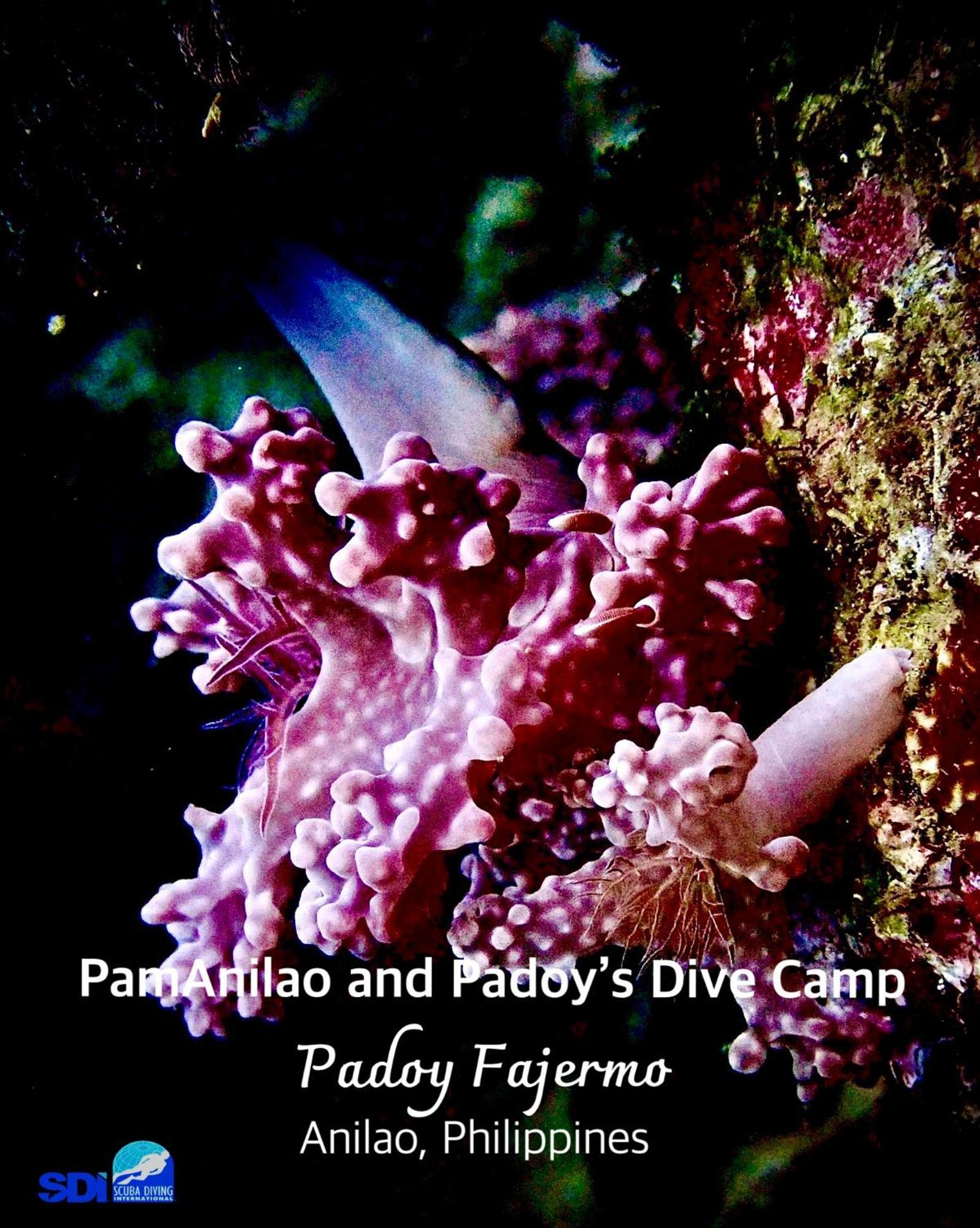 מלון Batangas Pamanilao And Padoy'S Dive Camp מראה חיצוני תמונה