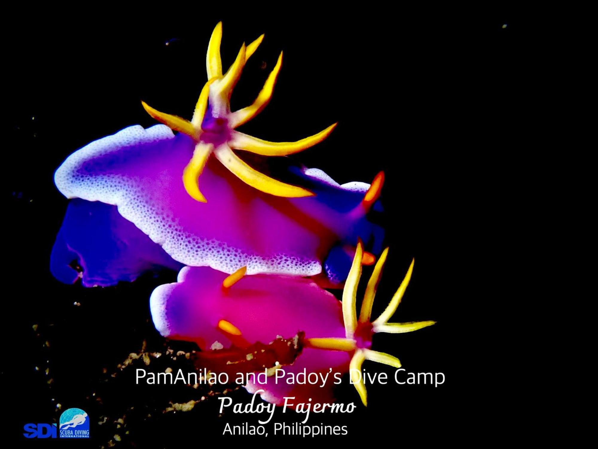 מלון Batangas Pamanilao And Padoy'S Dive Camp מראה חיצוני תמונה