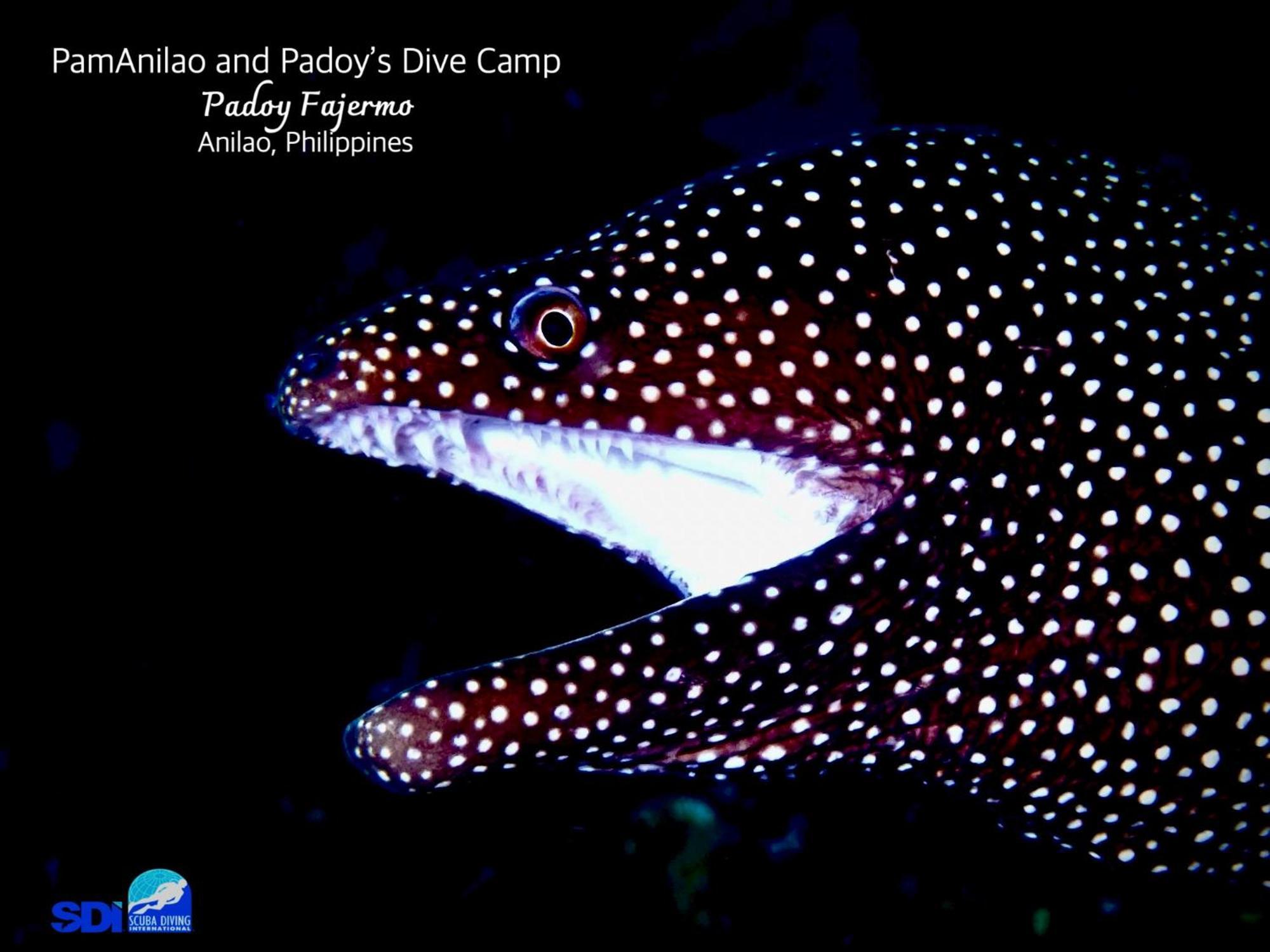 מלון Batangas Pamanilao And Padoy'S Dive Camp מראה חיצוני תמונה