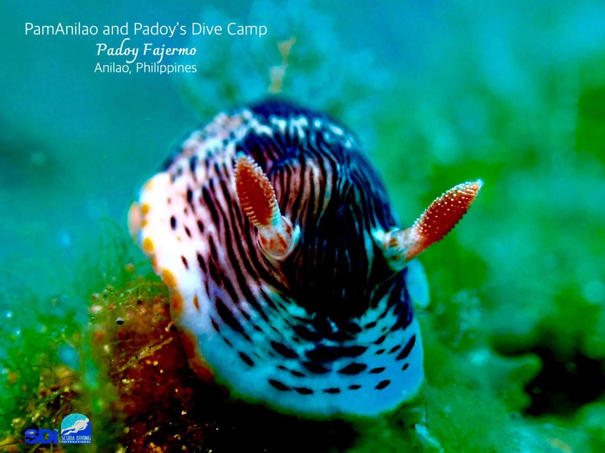מלון Batangas Pamanilao And Padoy'S Dive Camp מראה חיצוני תמונה