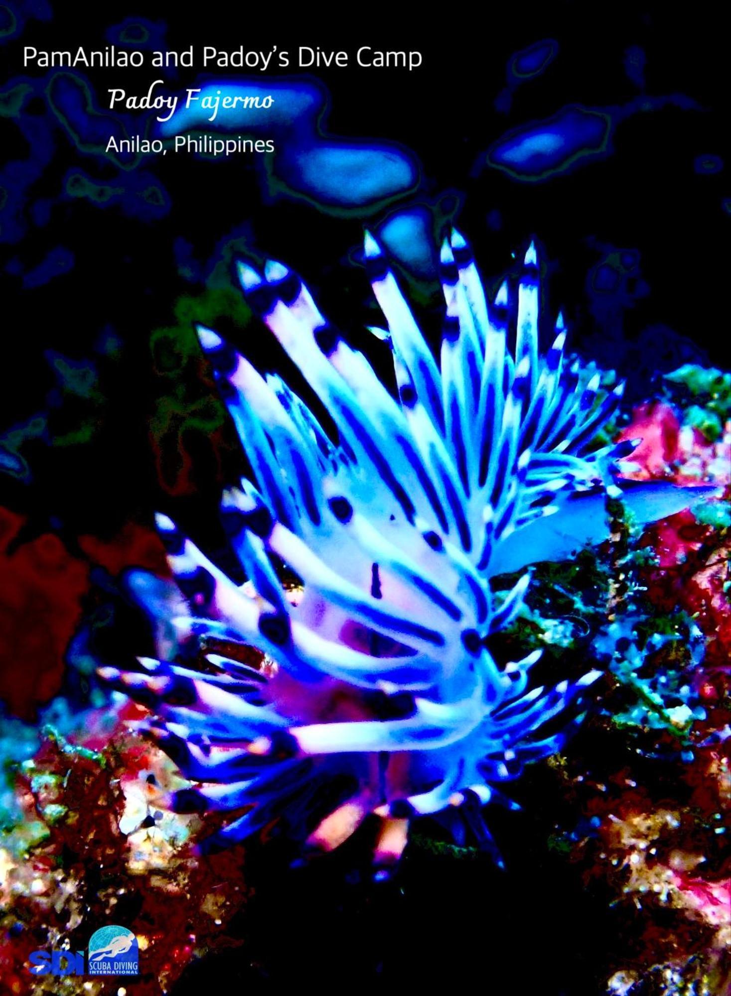 מלון Batangas Pamanilao And Padoy'S Dive Camp מראה חיצוני תמונה