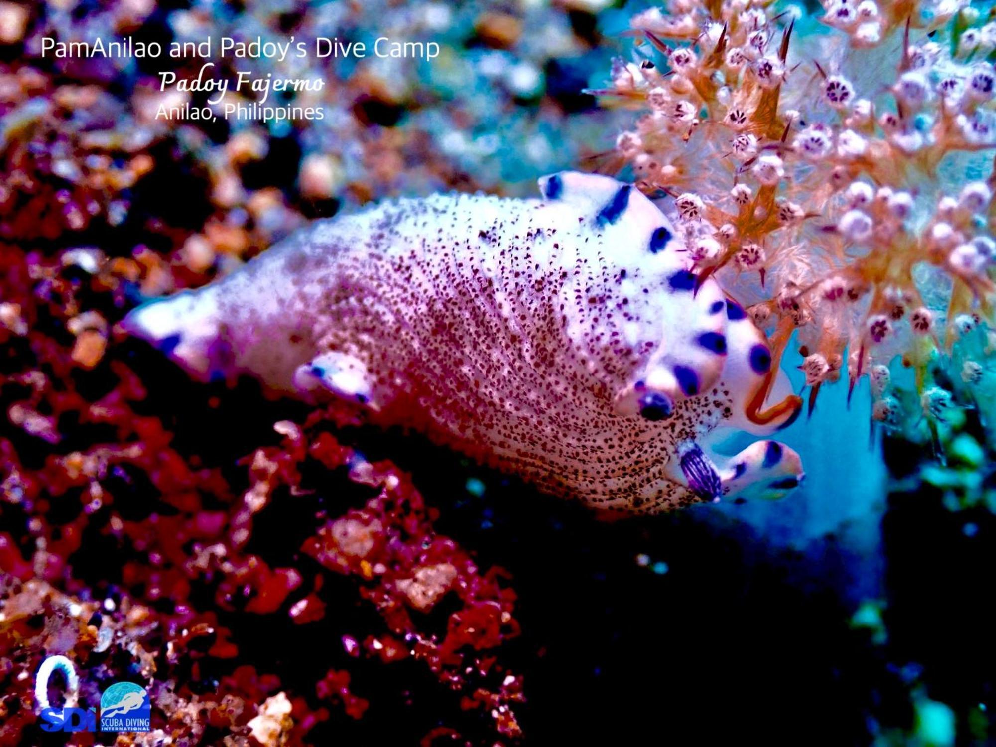 מלון Batangas Pamanilao And Padoy'S Dive Camp מראה חיצוני תמונה