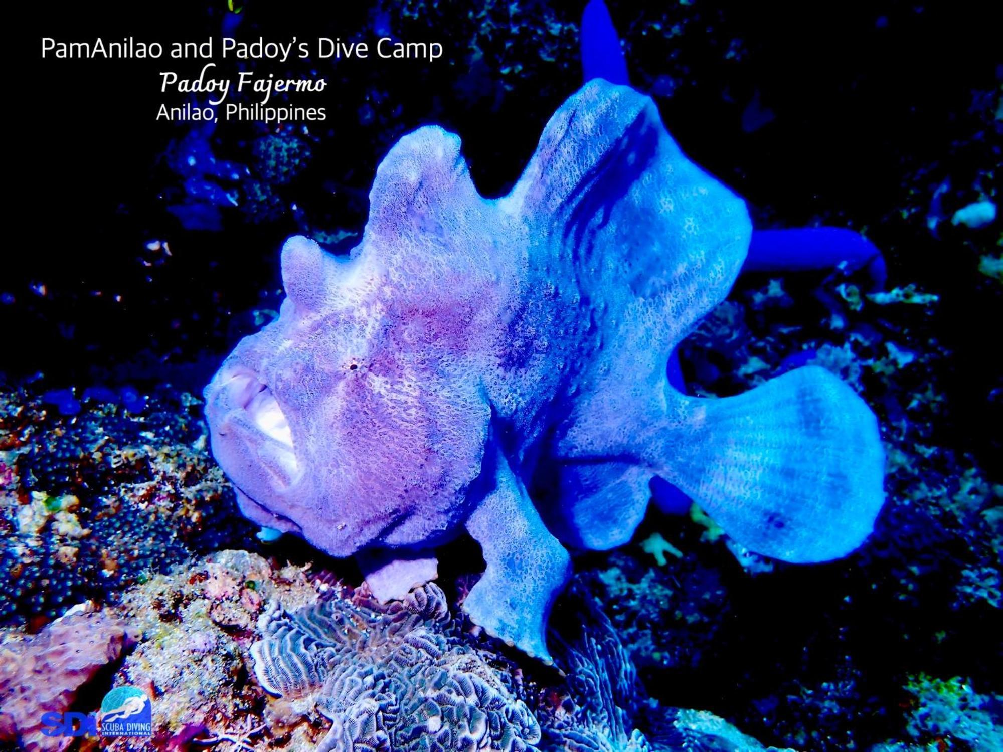 מלון Batangas Pamanilao And Padoy'S Dive Camp מראה חיצוני תמונה
