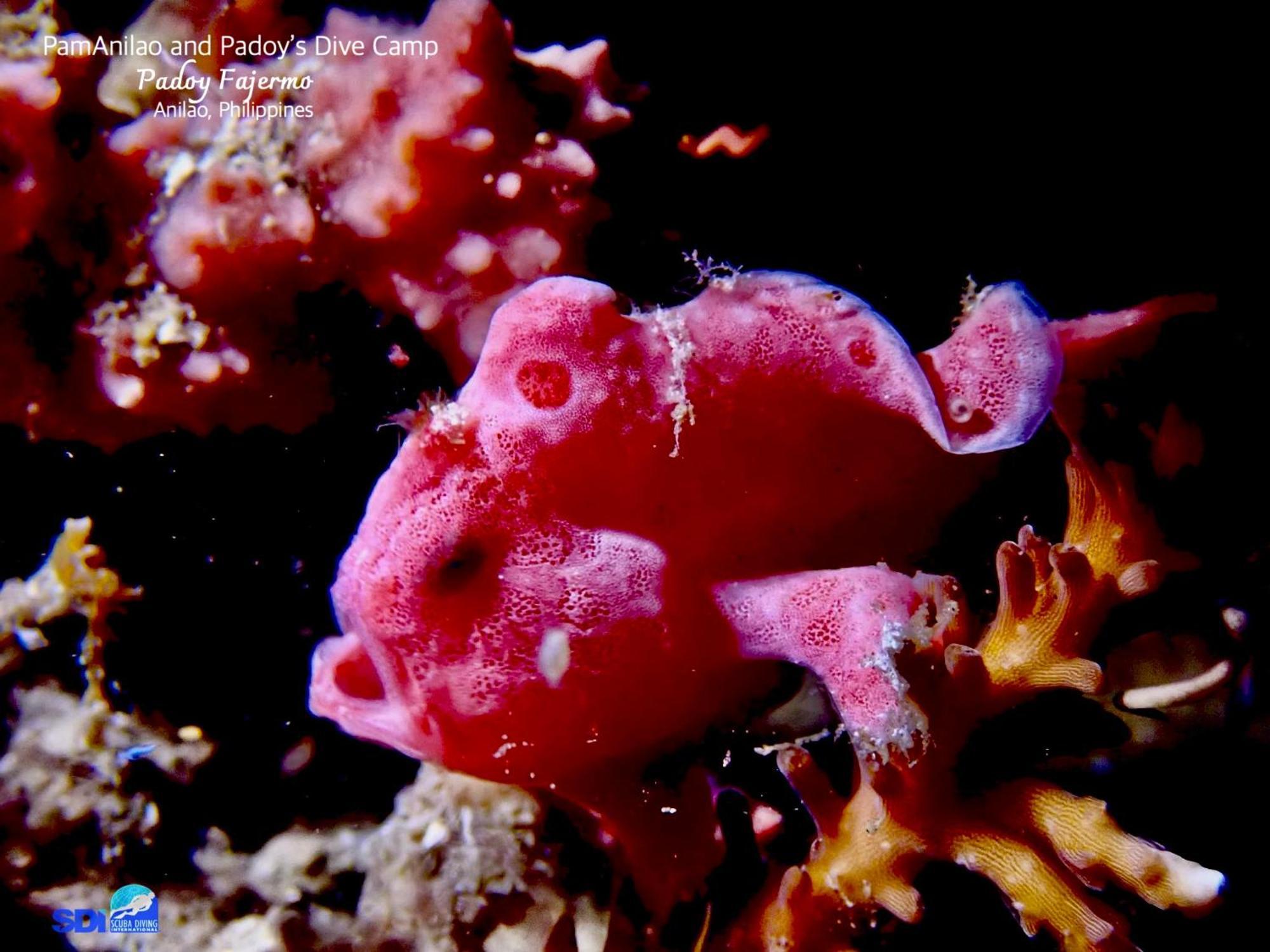מלון Batangas Pamanilao And Padoy'S Dive Camp מראה חיצוני תמונה