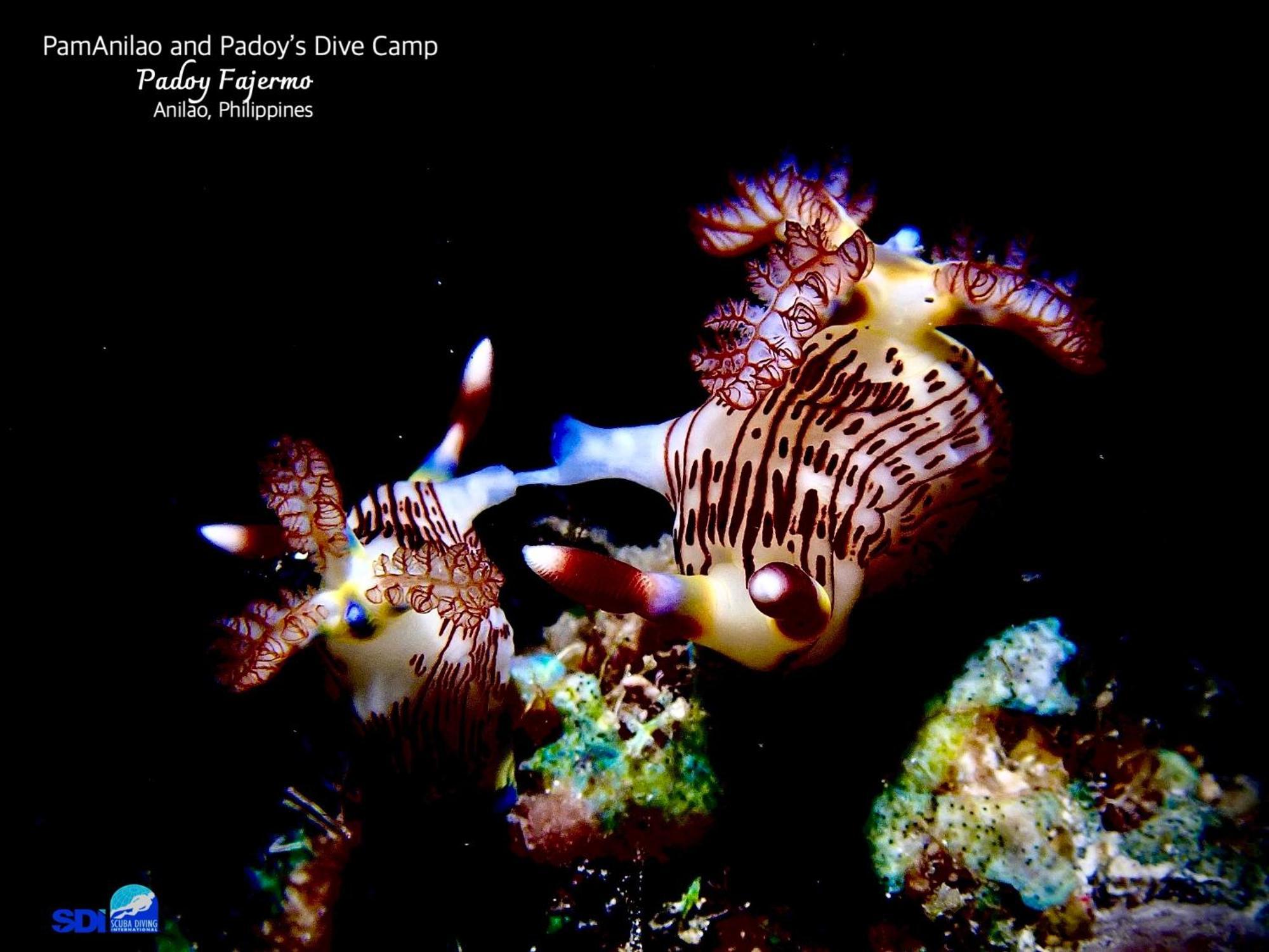 מלון Batangas Pamanilao And Padoy'S Dive Camp מראה חיצוני תמונה