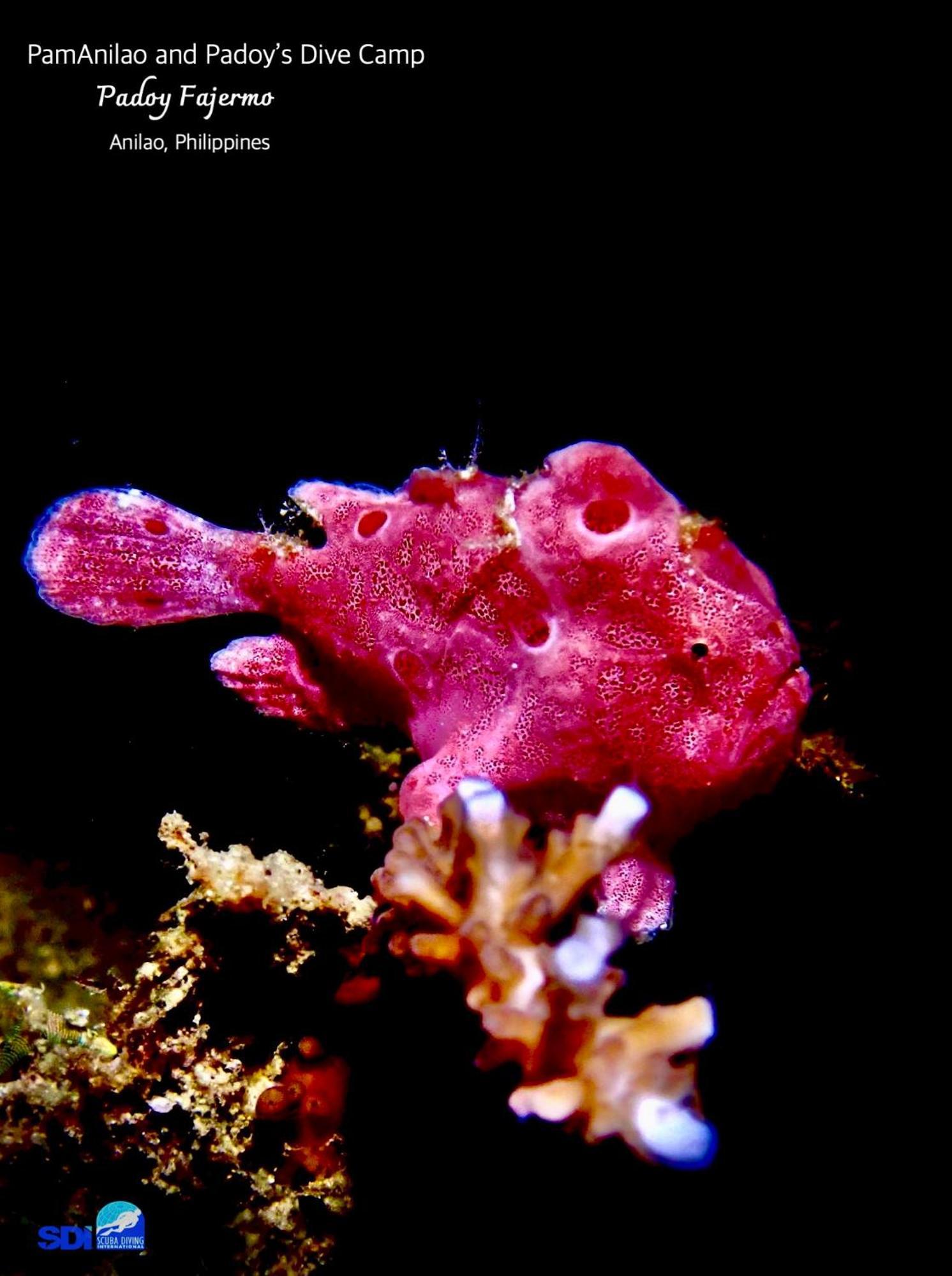 מלון Batangas Pamanilao And Padoy'S Dive Camp מראה חיצוני תמונה