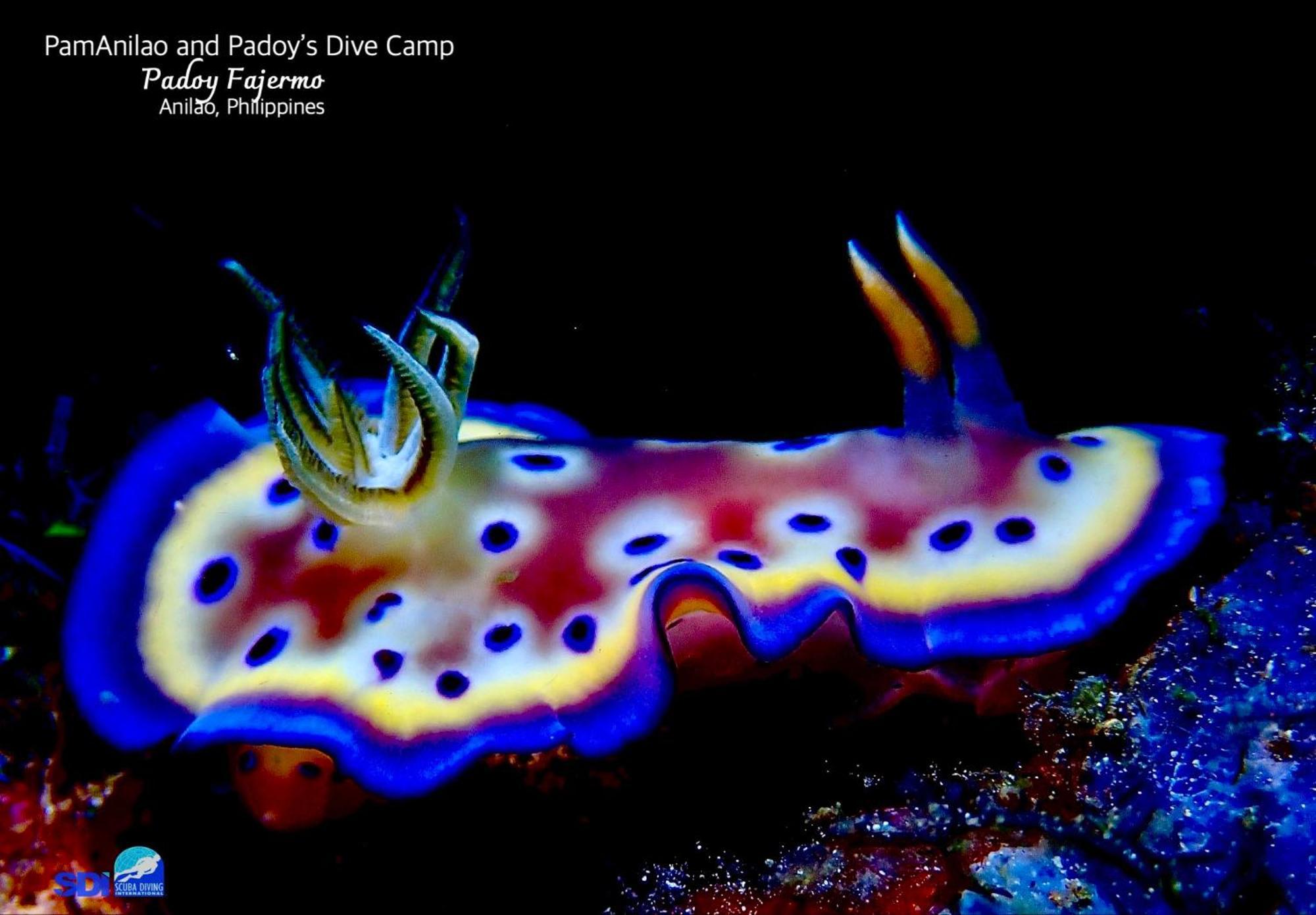מלון Batangas Pamanilao And Padoy'S Dive Camp מראה חיצוני תמונה