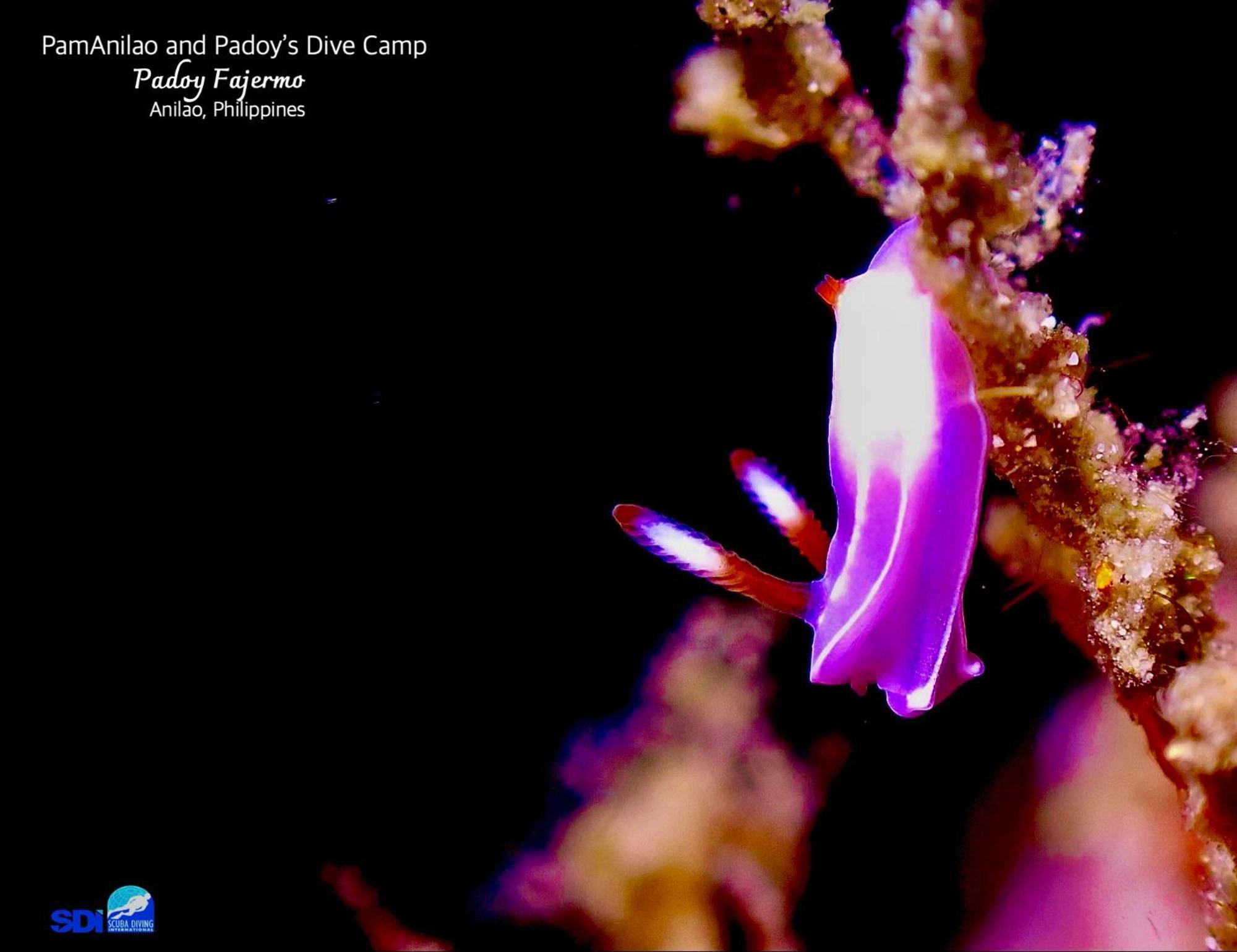 מלון Batangas Pamanilao And Padoy'S Dive Camp מראה חיצוני תמונה
