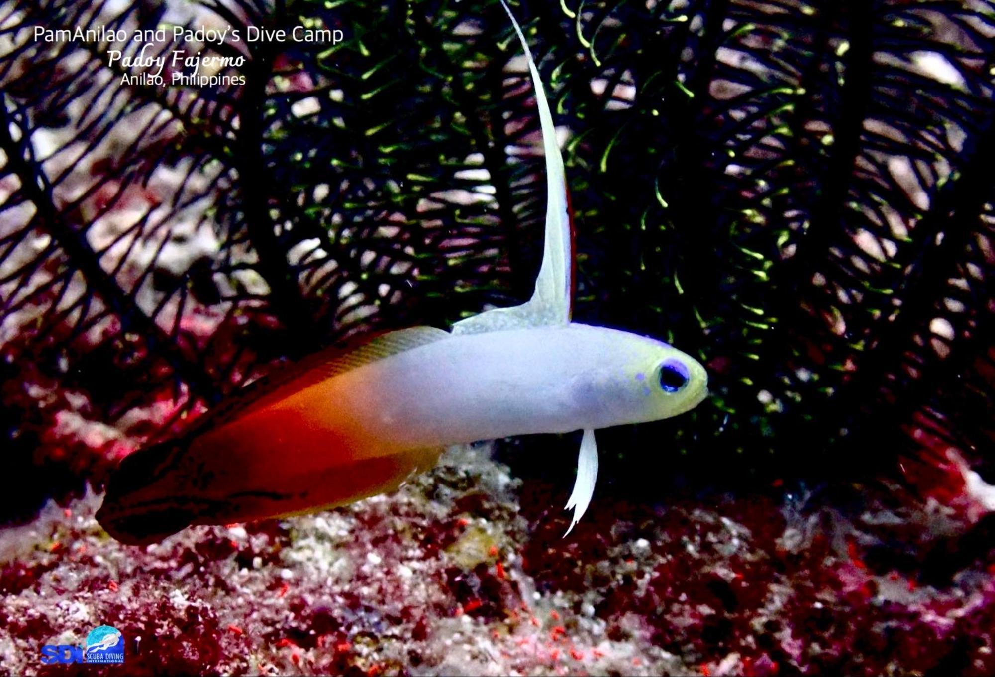מלון Batangas Pamanilao And Padoy'S Dive Camp מראה חיצוני תמונה