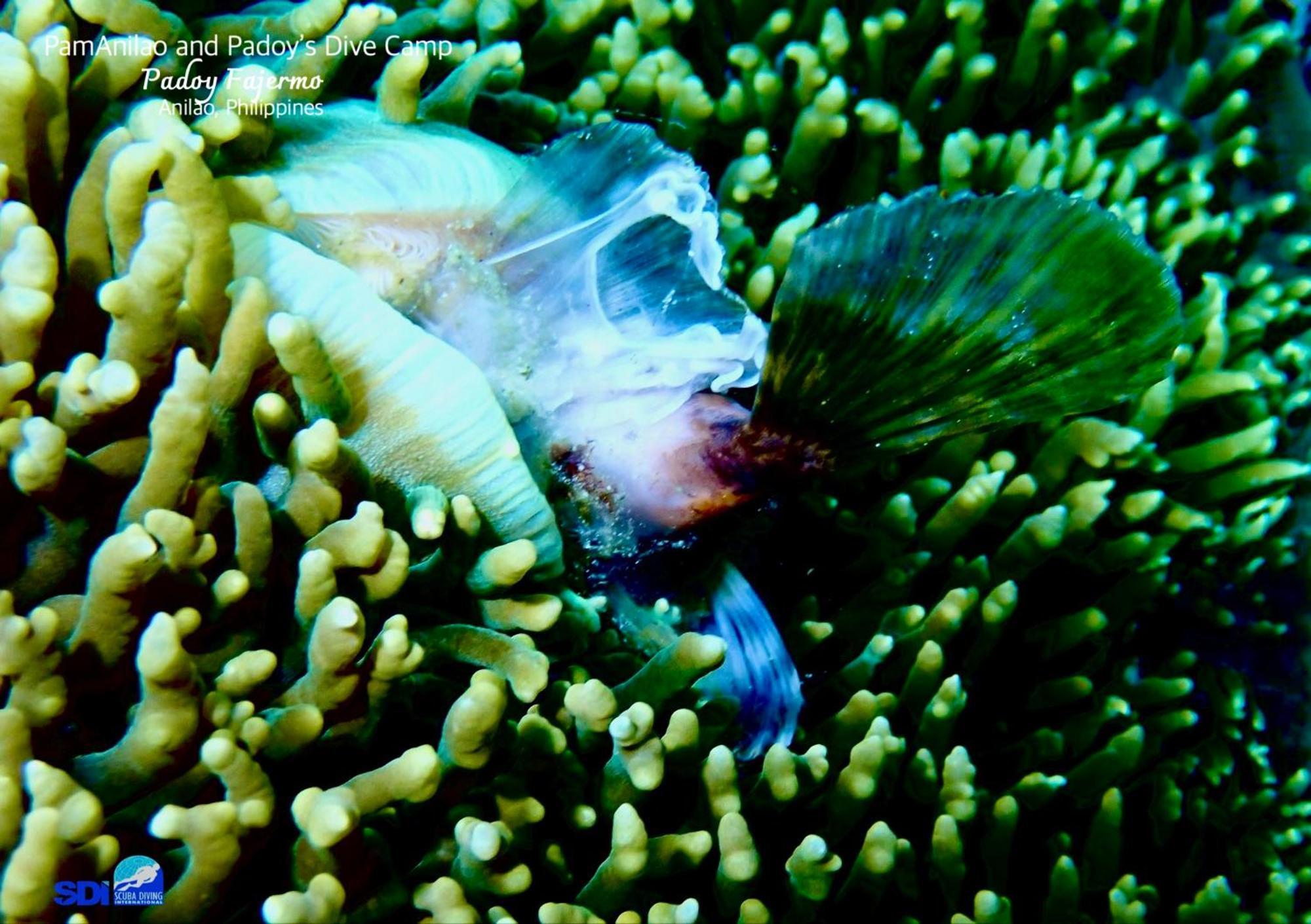 מלון Batangas Pamanilao And Padoy'S Dive Camp מראה חיצוני תמונה